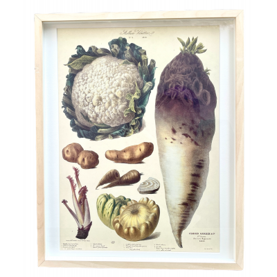 Grafika botaniczna - ikonografia warzyw ,,Les Plantes potageres" karta 9 z kolekcji Villmorin, Francja II pol. XIX w.
